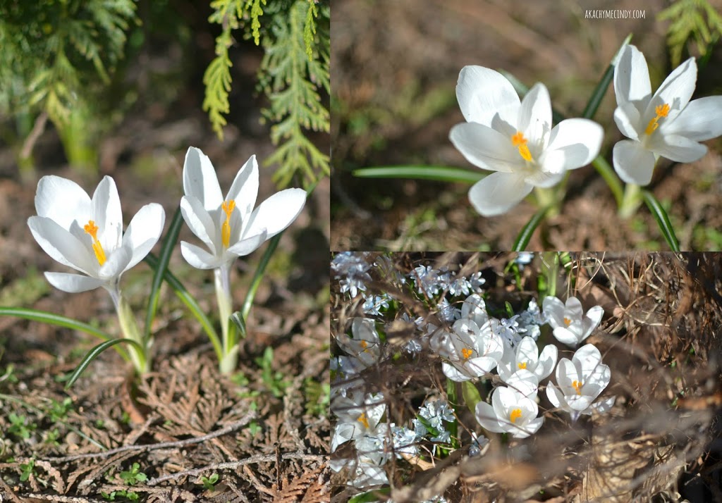 Spring Flowers